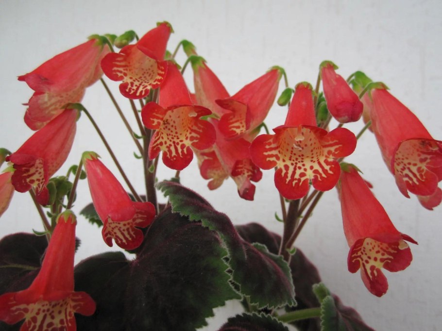 Смитианта зорро