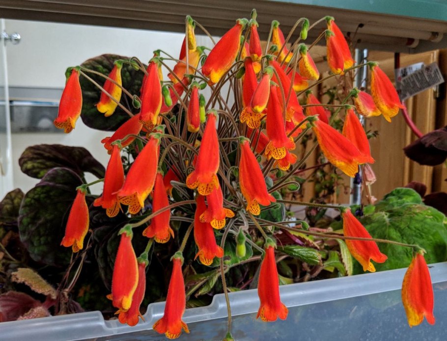 Смитианта Октябрина