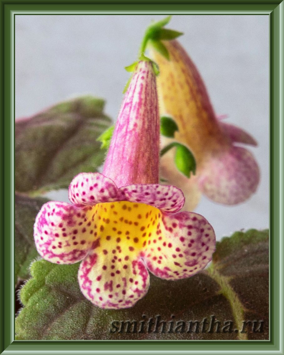 Смитианта осенний Бриз