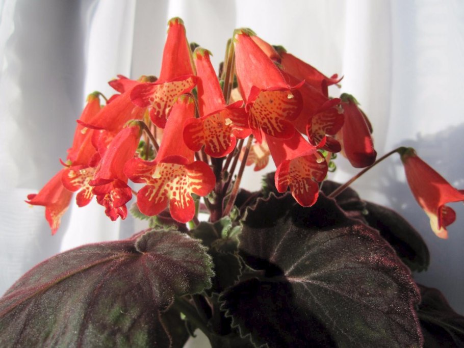 Смитианта Голден леопард