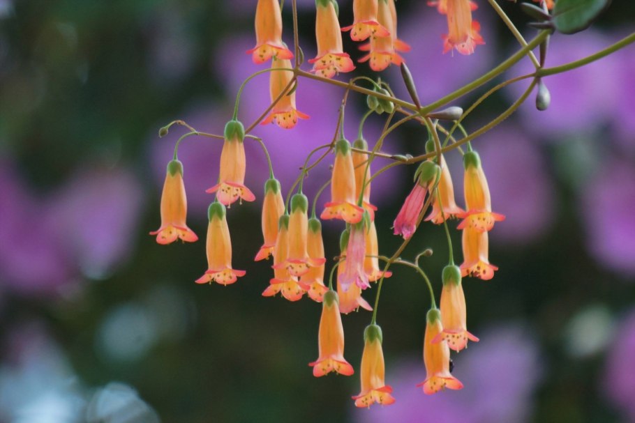 Комнатные цветы Смитианта