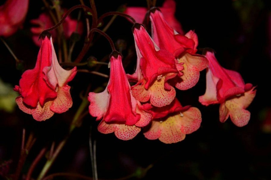 Смитианта цветок