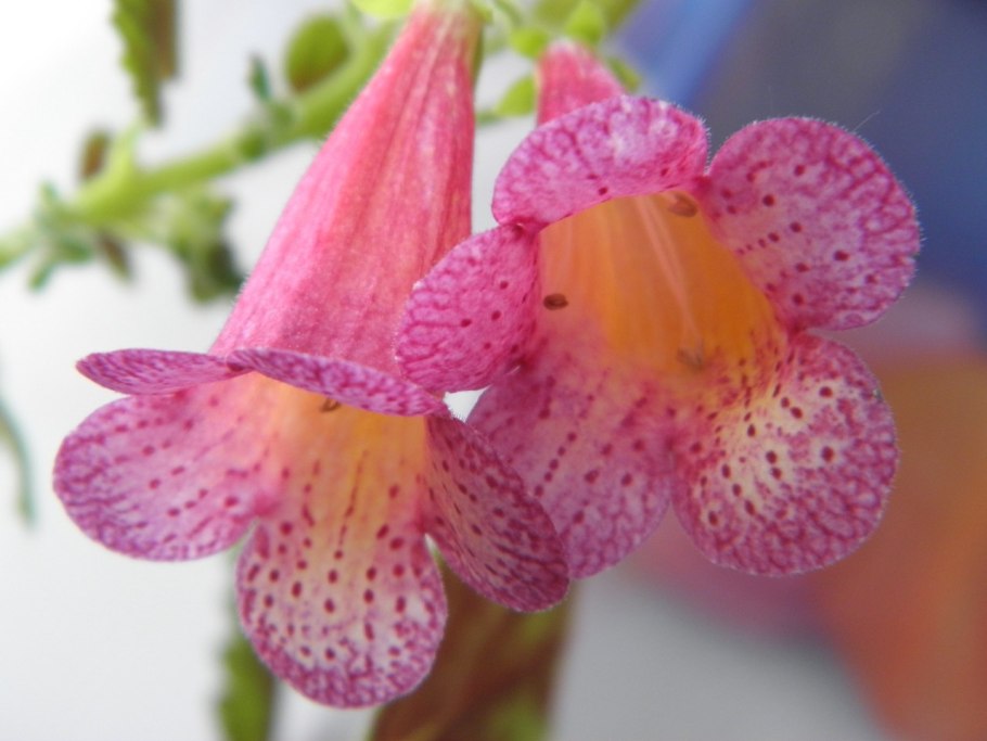 Смитианта цветок