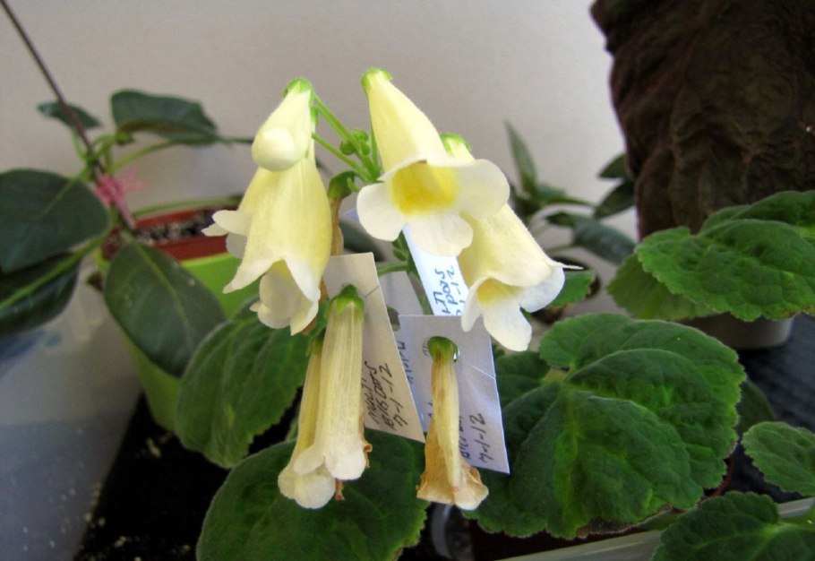 Смитианта Designer's Peach Puff