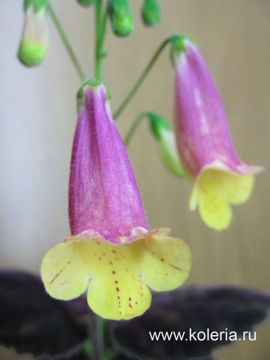 Смитианта цветок