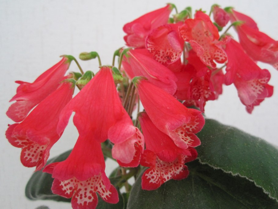 Смитианта зорро