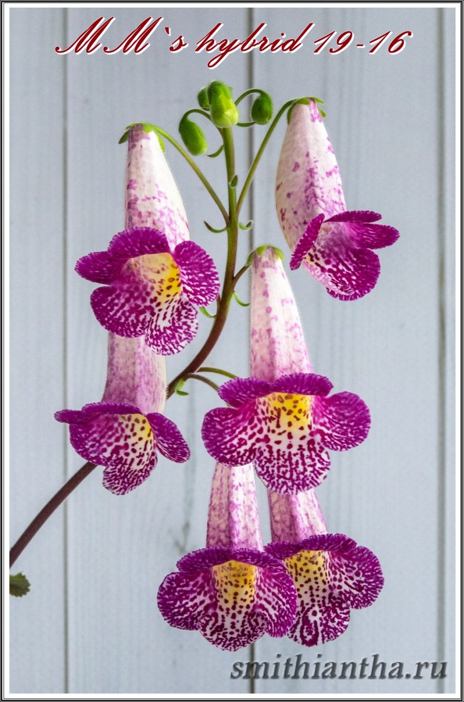 RF'S Camelia Смитианта