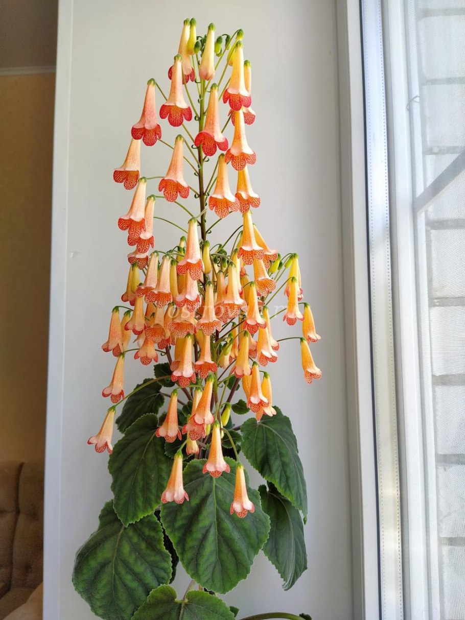 Смитианта желтая