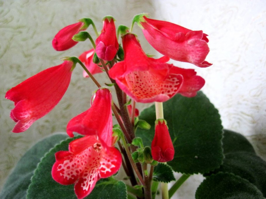 Смитианта Florida Sunspot