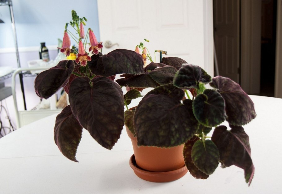 Смитикодония фото цветок