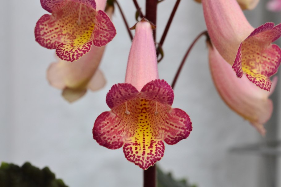 Смитианта Keystone Parasol