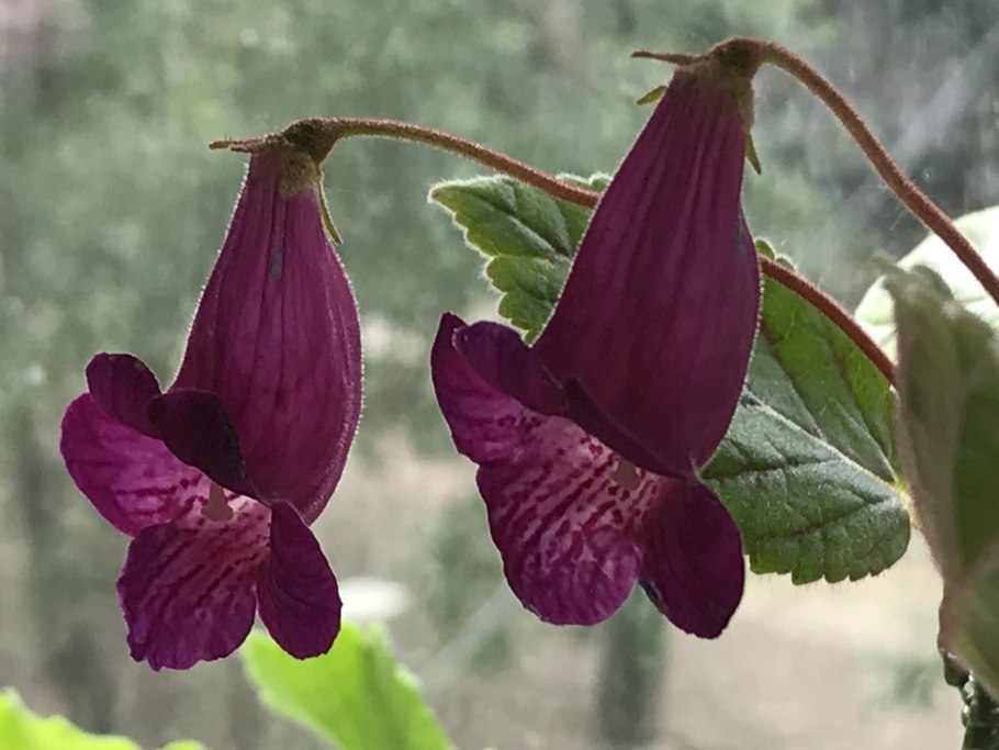 Смитианта цветок фото комнатный