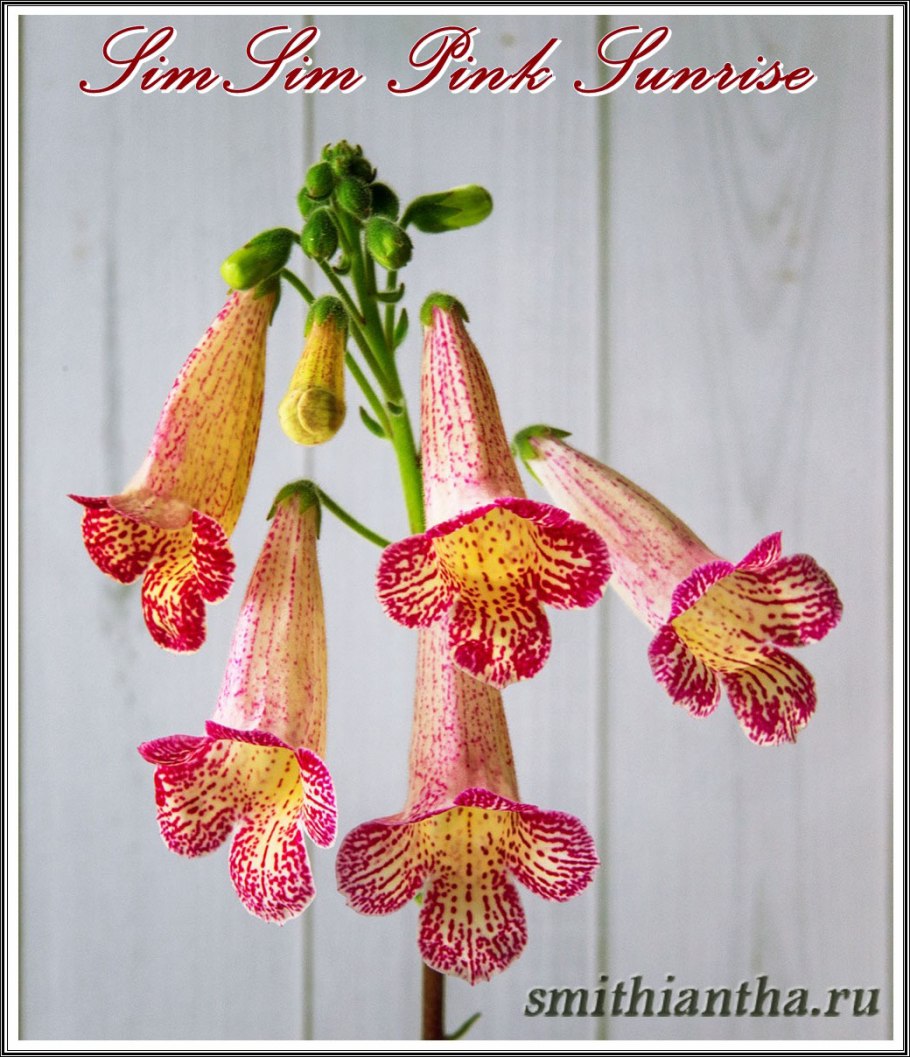 Смитианта семена