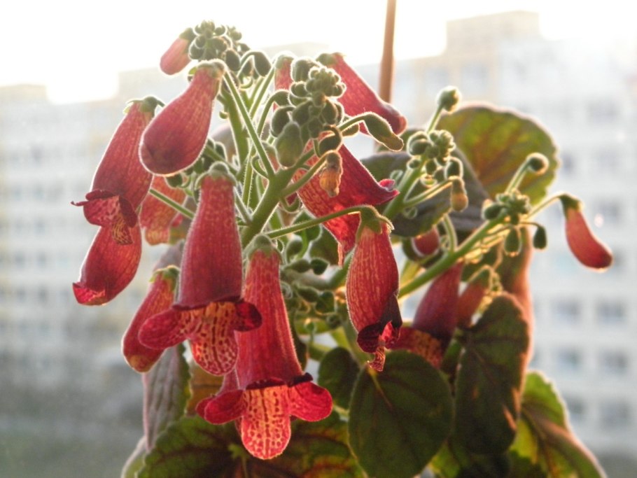 Колерия eriantha