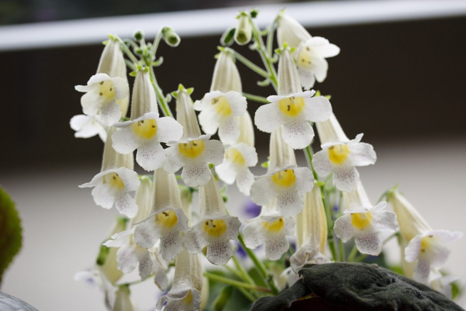 Смитианта цветок