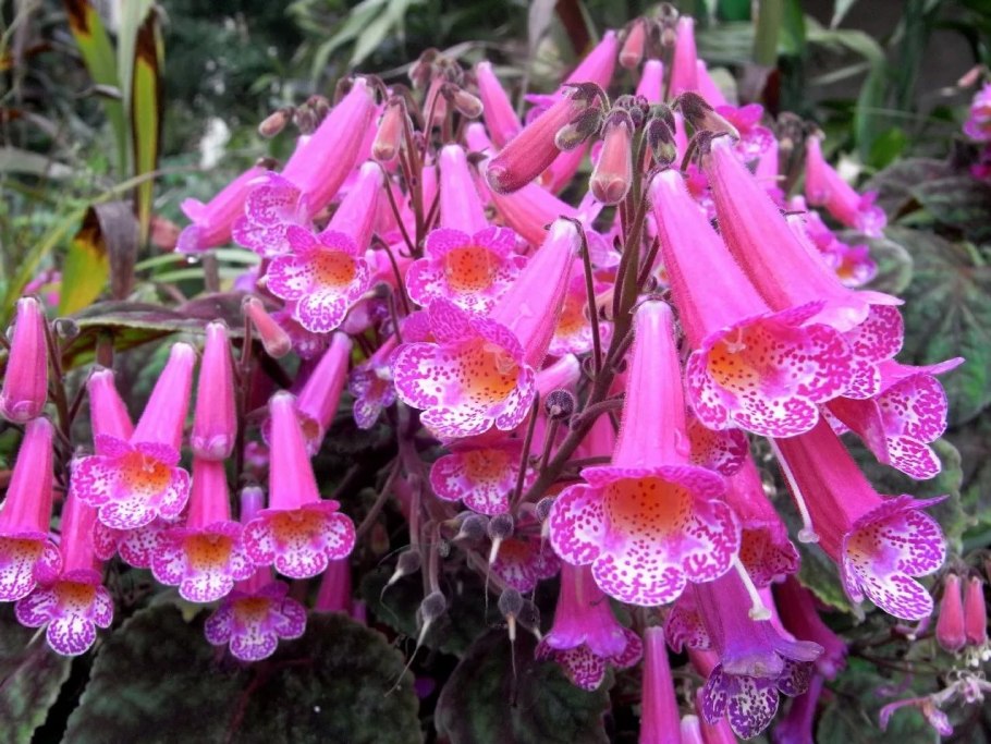 Смитианта цветок