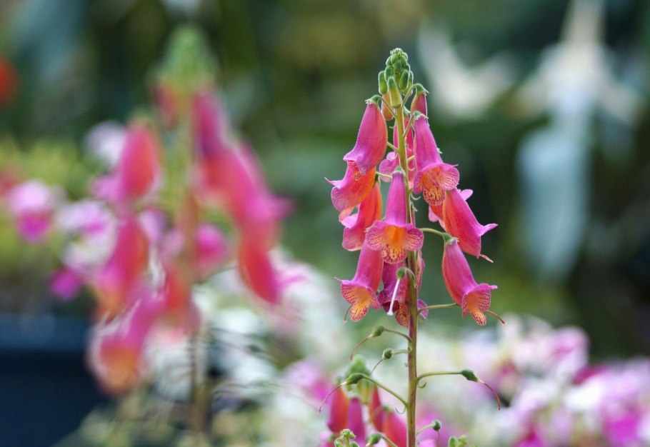 Смитианта Spring