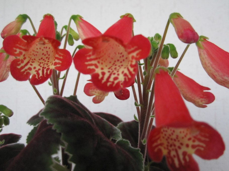 Колерия manchu