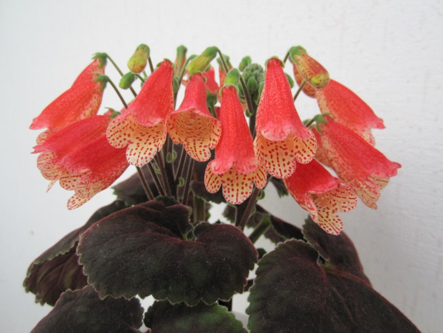 Смитианта cinnabarina