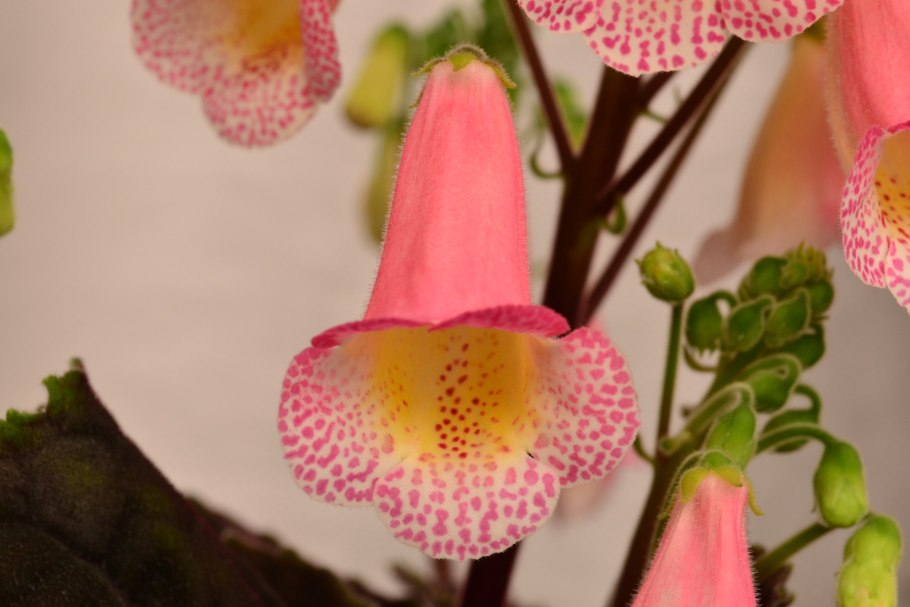 Смитианта полосатая