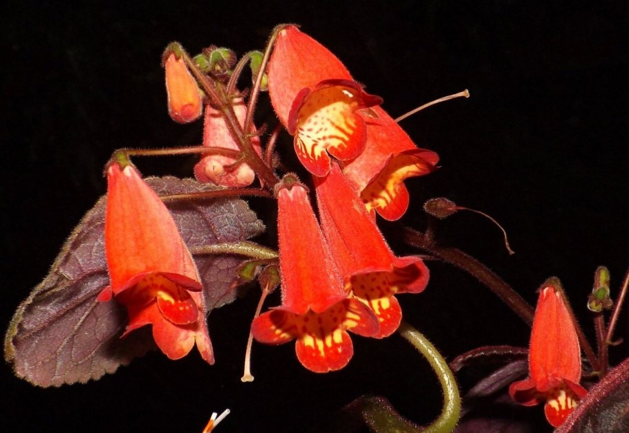 Смитианта Sunny Day