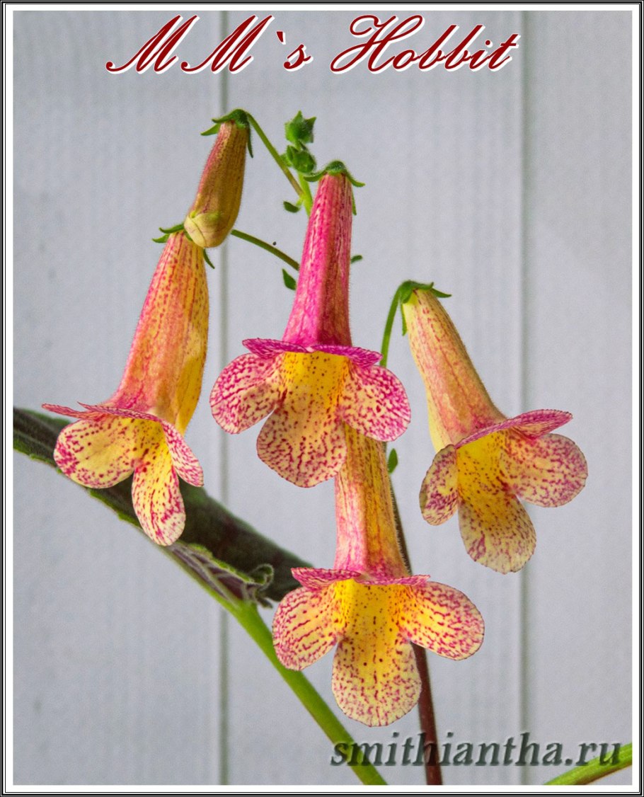 Смитианта зебрина