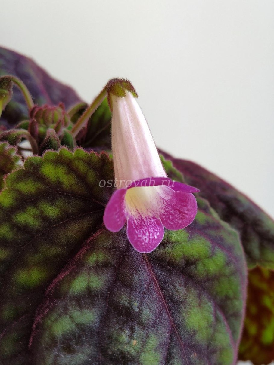 Смитианта фото