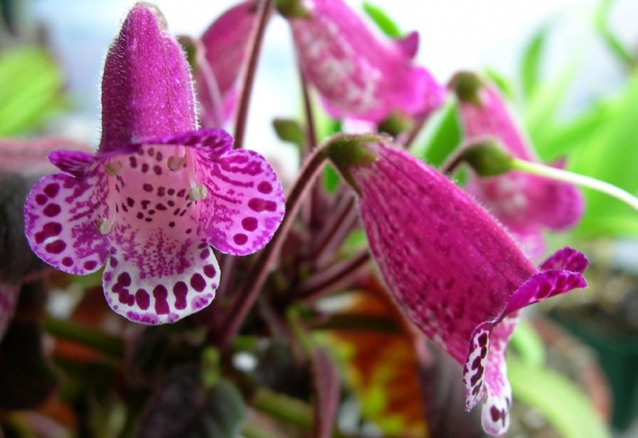 Early Spring смитиант