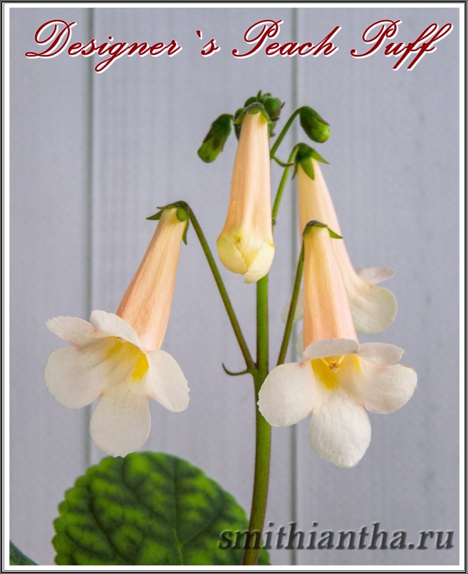 Смитианта Sunny Day