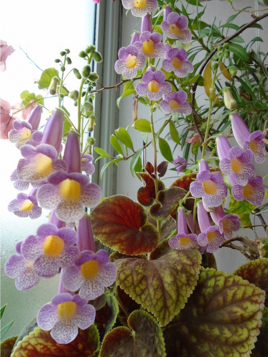 RF'S Camelia Смитианта