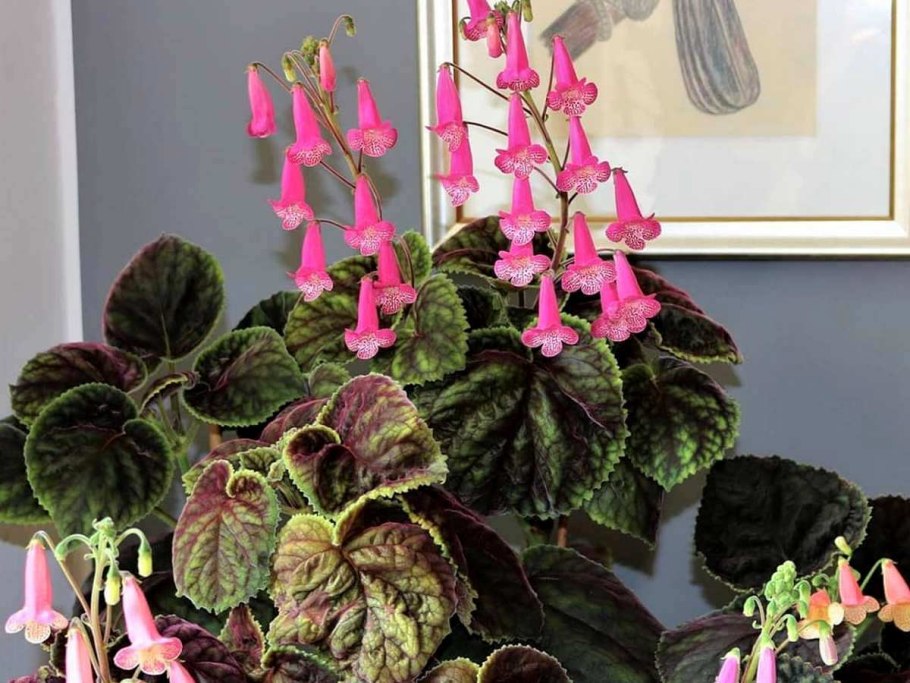 Смитианта Ракель