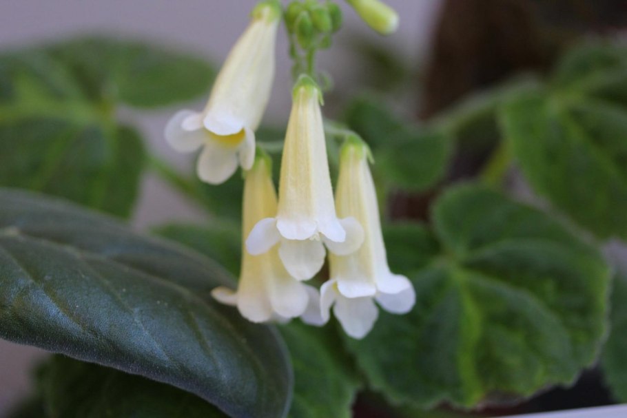 Смитианта an's Secret code