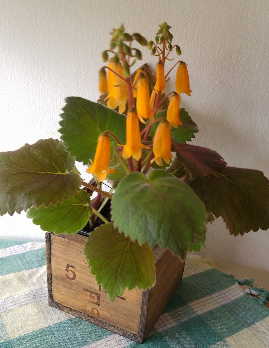 Смитианта цветок