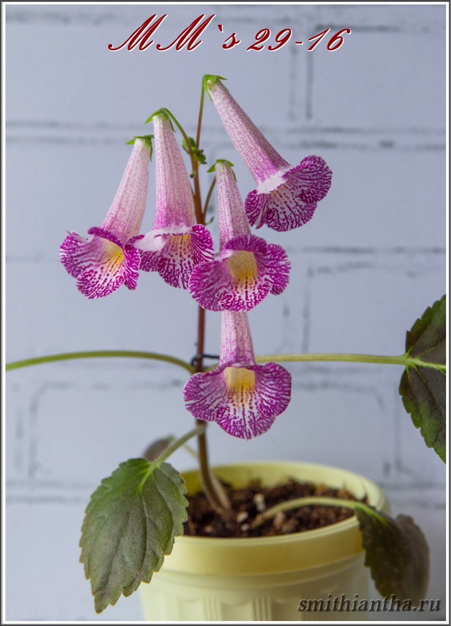 Смитианта Sassy redhead