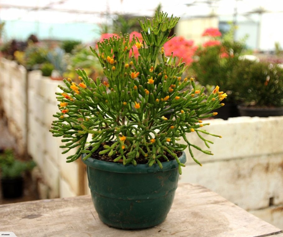 Кактус хатиора солеросовая