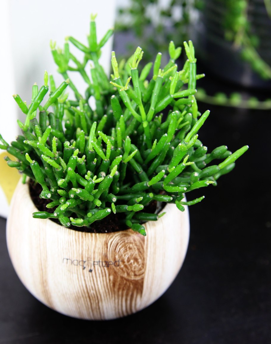 Хатиора солеросовая