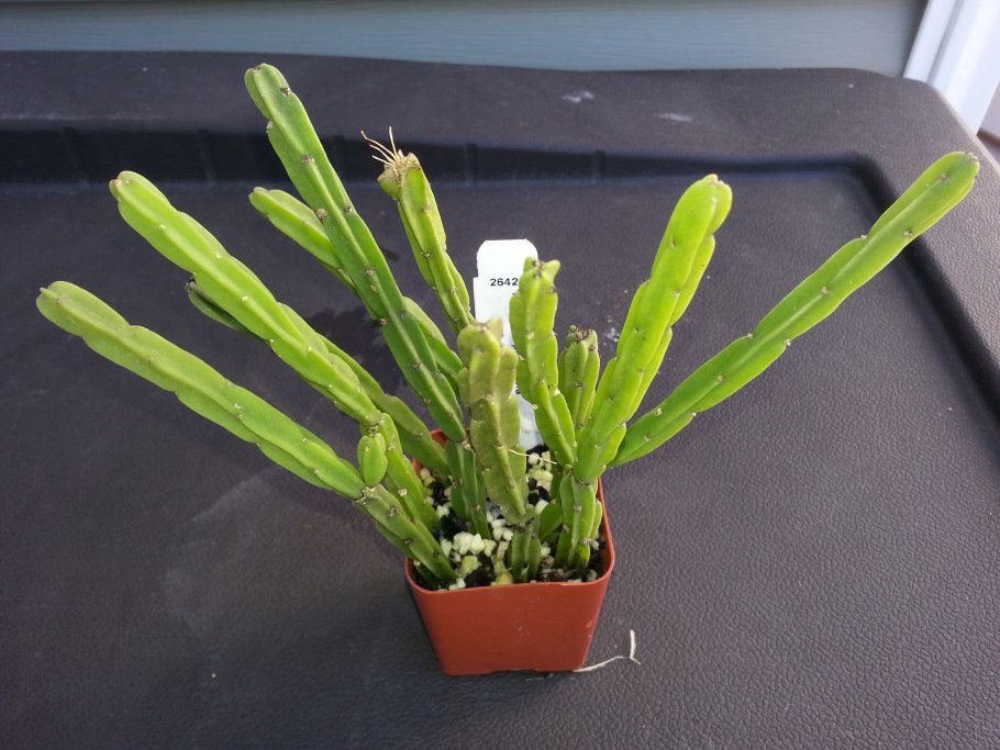 Цветок хатиора солеросовая