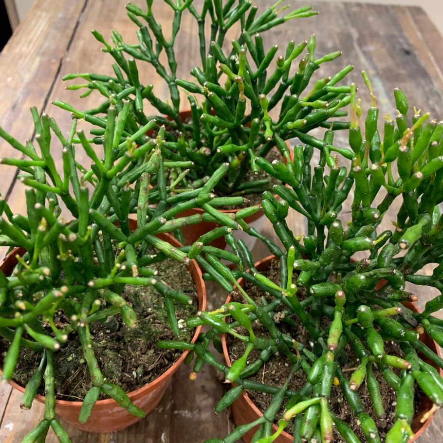 Рипсалис пахиптера