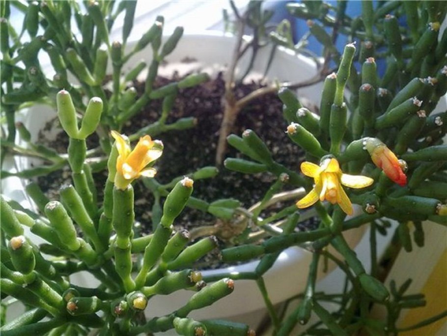 Хатиора саликорниоидес