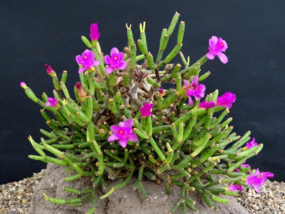 Суккулент хатиора