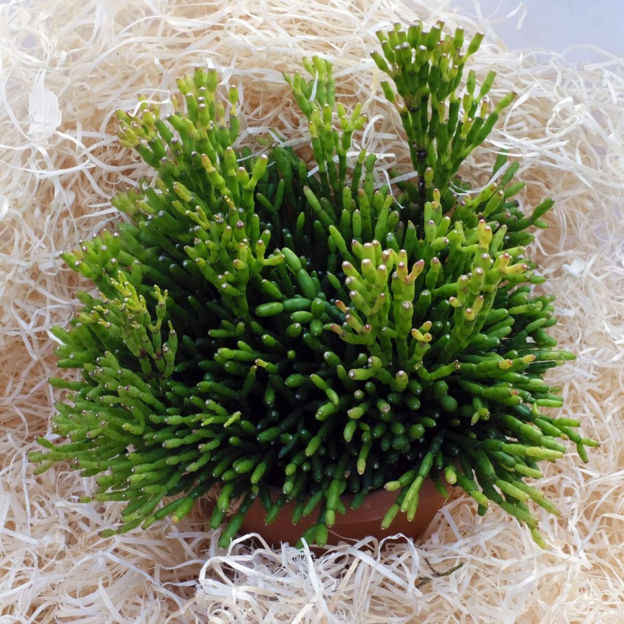 Кактус хатиора солеросовая