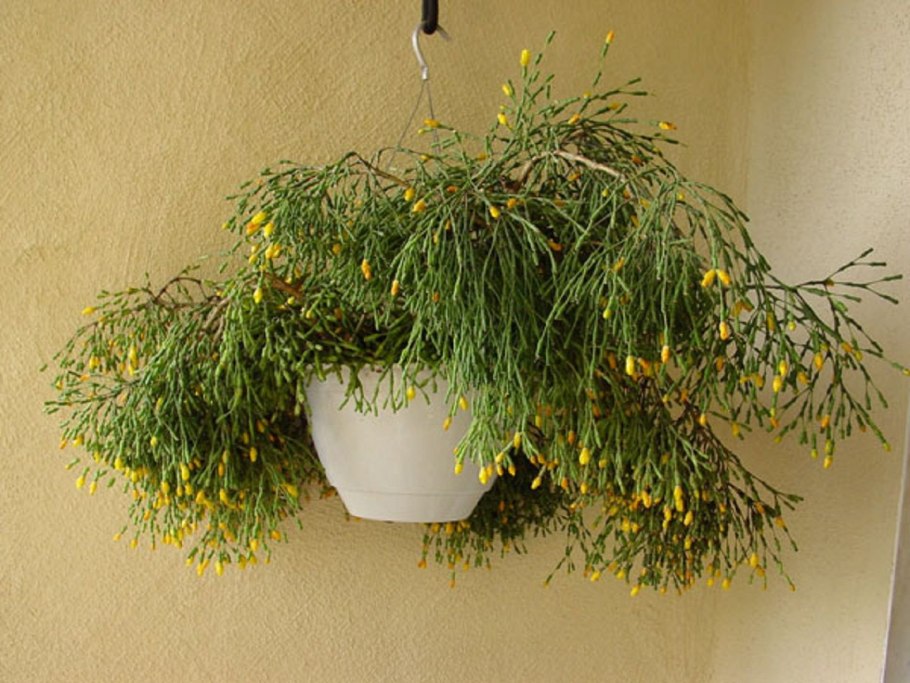 Молочай рипсалис