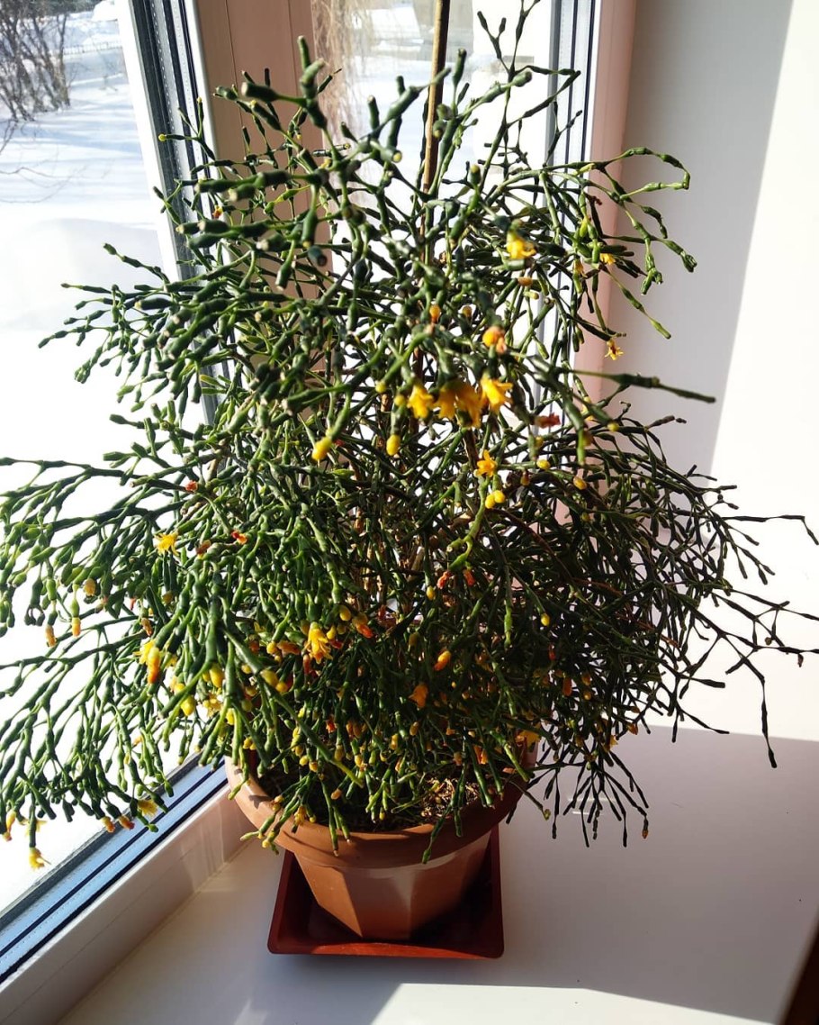 Кактус хатиора солеросовая