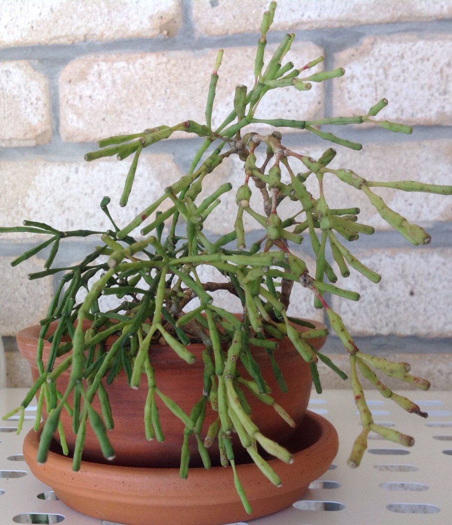 Кактус хатиора солеросовая