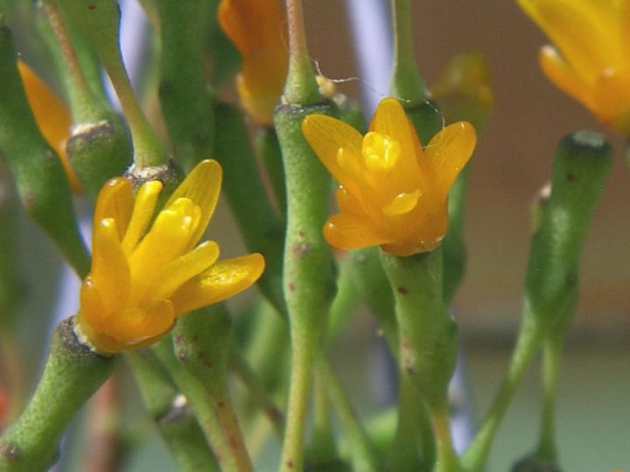 Хатиора саликорниоидес