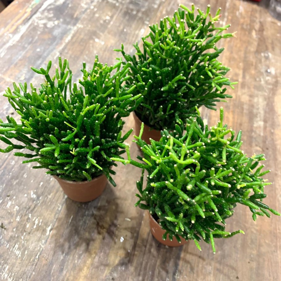 Хатиора солеросовая