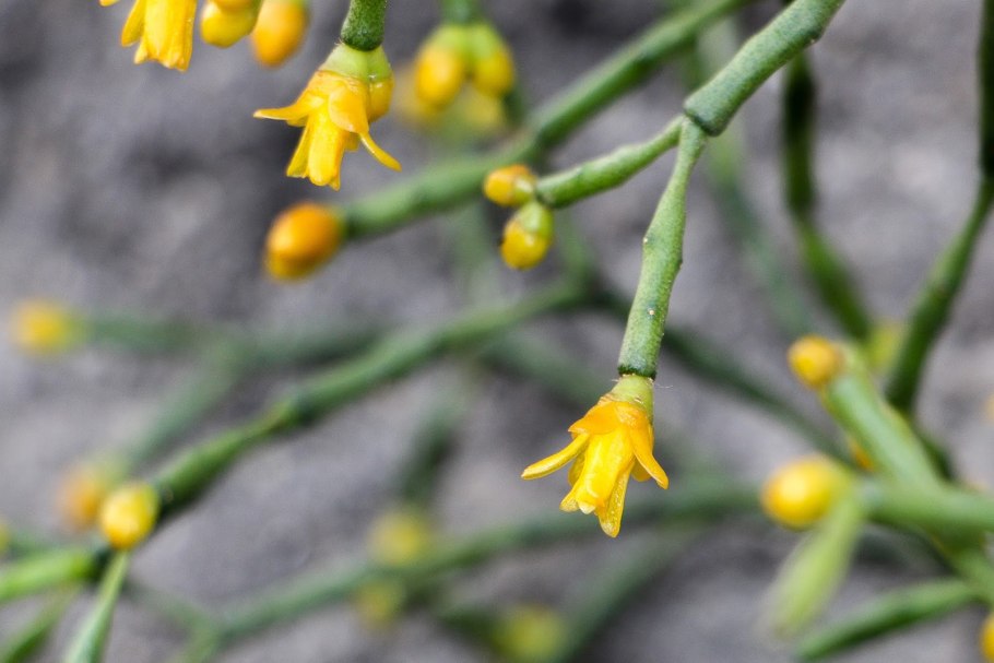 Хатиора бамбуковая