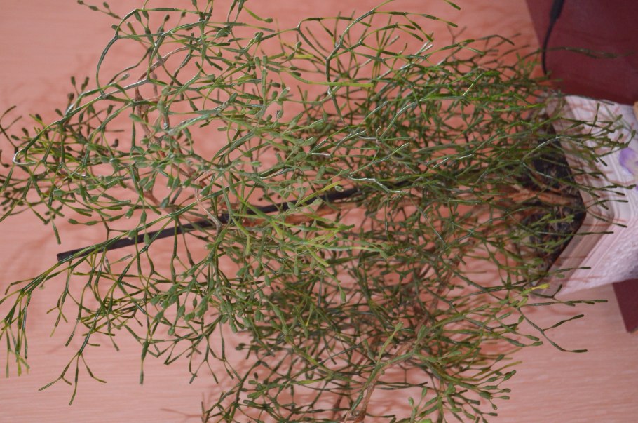 Хатиора Гертнера