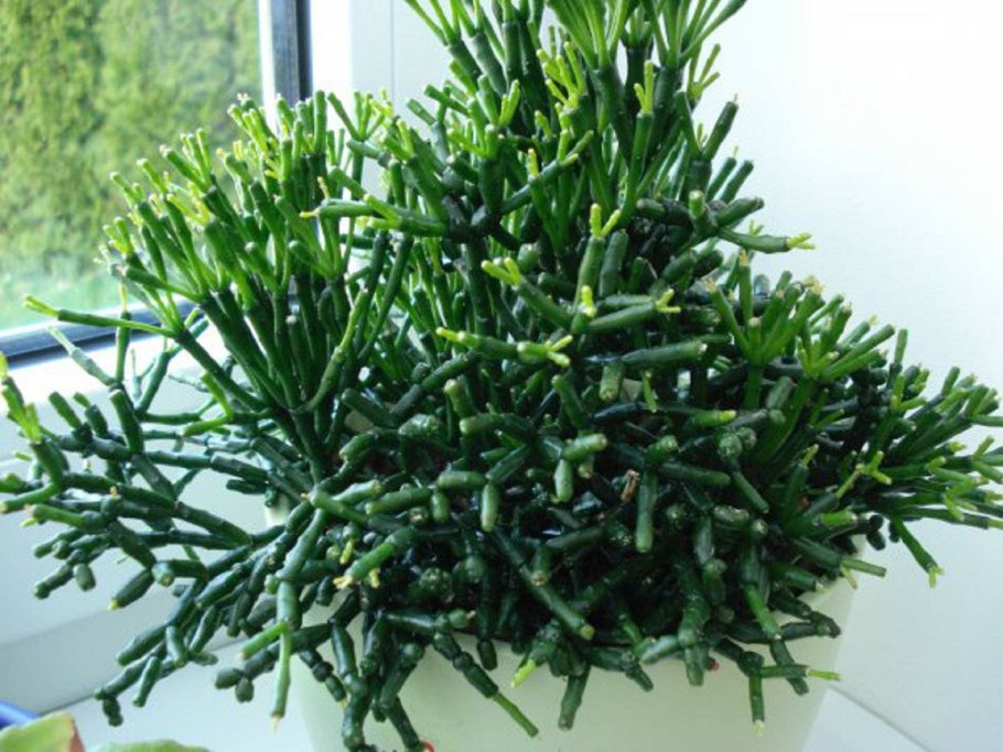 Суккулент хатиора