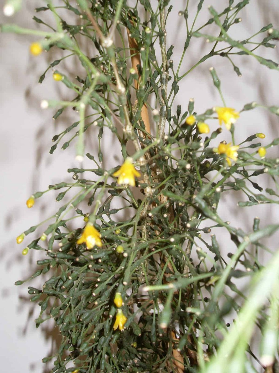 Хатиора солеросовая дерево